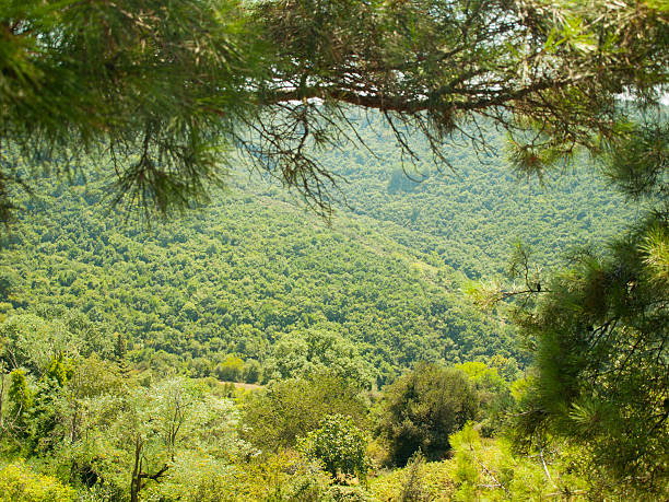 Forêt de R'milat